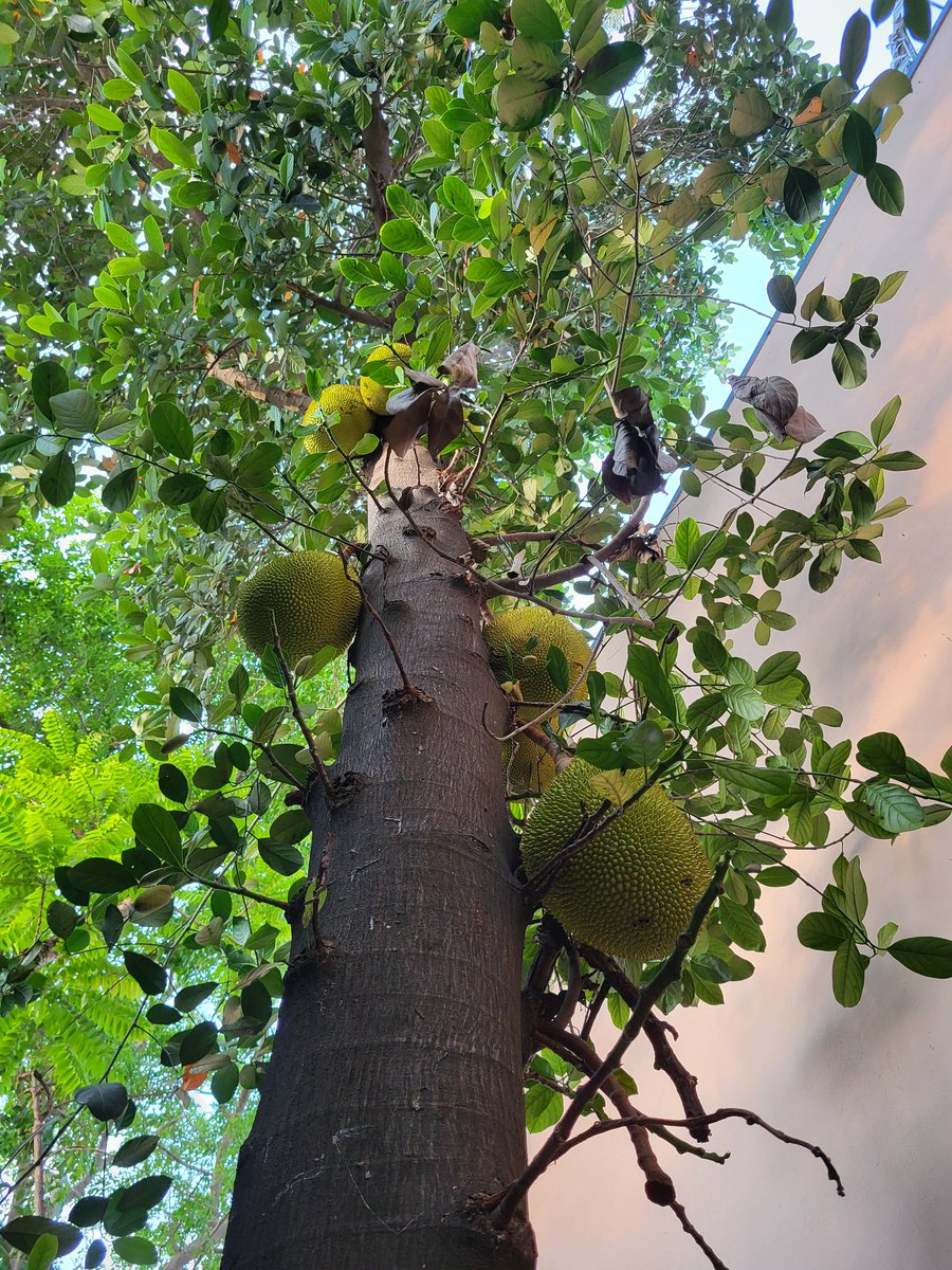 Priyankaias2020's tweet image. Jackfruit season is here!
#Panruti #GItag #Panrutijackfruit
