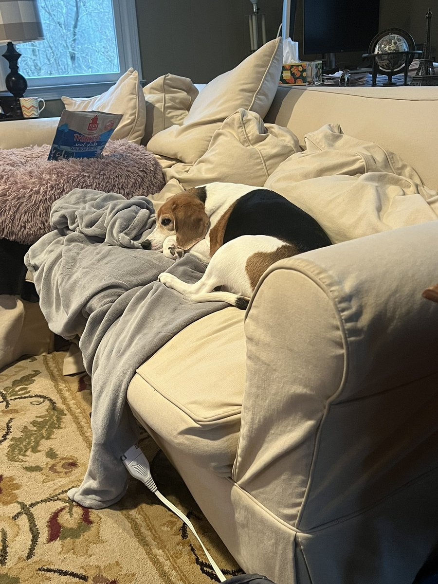 CTjillybean's tweet photo. @beaglefacts Lucy with her left leg (always the left!) out like a bike’s kickstand!!   🤣
@beaglelucylooo https://t.co/zWKq0VmIw4