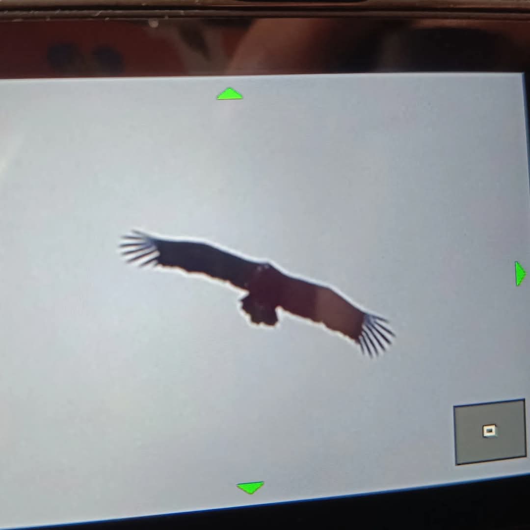 anamjuan's tweet photo. Pensaba que había pillado #planeando a uno de mis vecinos peregrinos, pero creo que la pillada ha sido a una #águilareal aunque yo de #pájaros #nipajolera #felizcomounaperdiz #oops https://t.co/5hgaxGuQOC