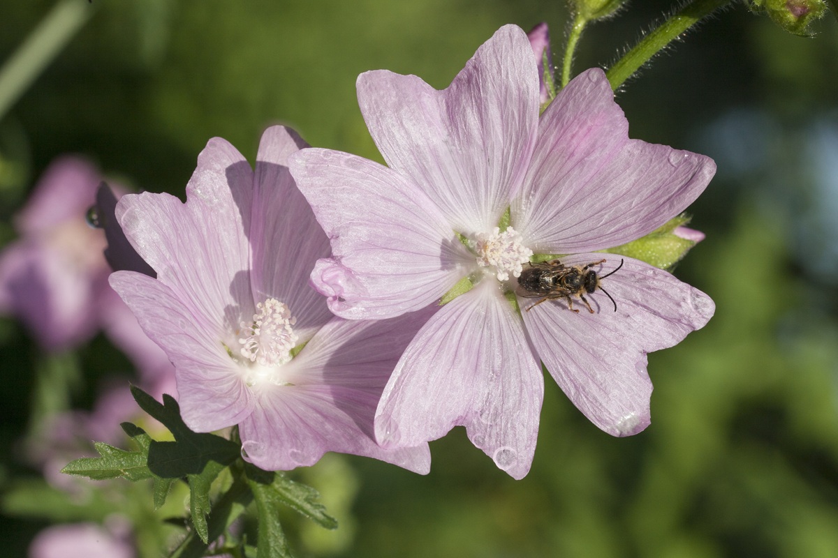 Klimmend gebroken hartje - Plantenfeest - De Natuurtuin - Hakselaar op accu - Alternatieve Kwekerijdagen - Tuinenroute - mailchi.mp/8878c27424b2/d…