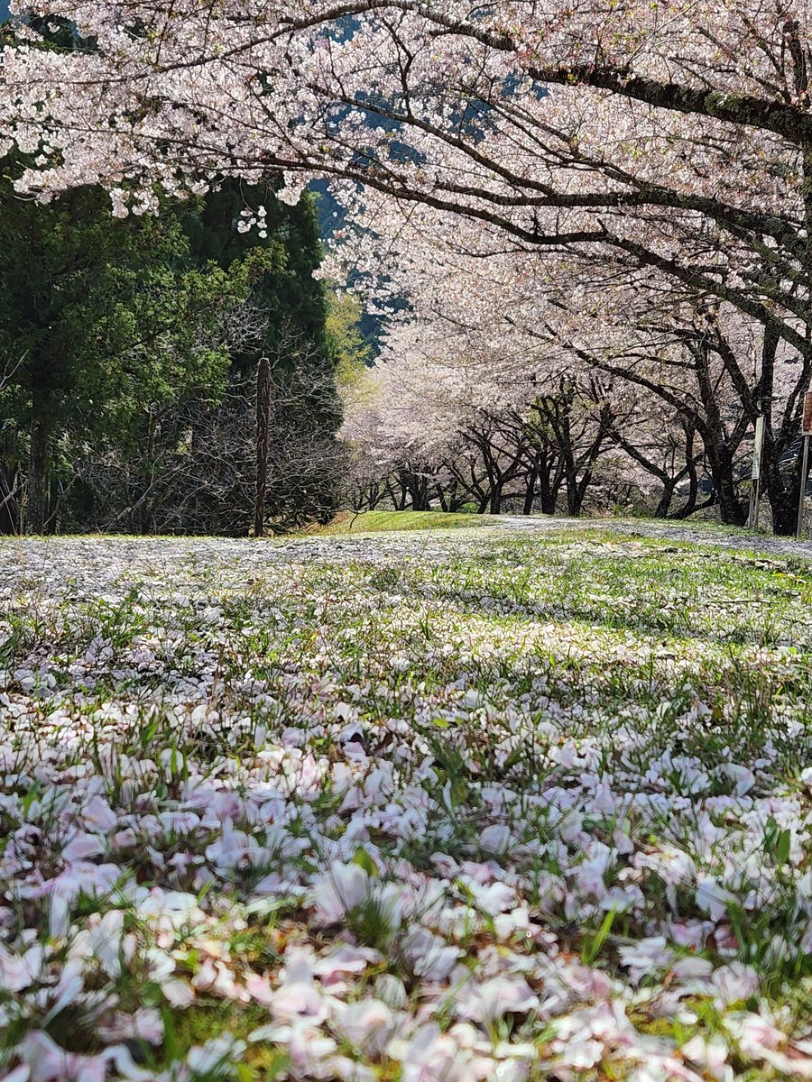 NHocCTCkrSdVCyn's tweet photo. 桜も葉桜に変わり始めたので
今年の花見と野点 https://t.co/itl7wRJyCb
