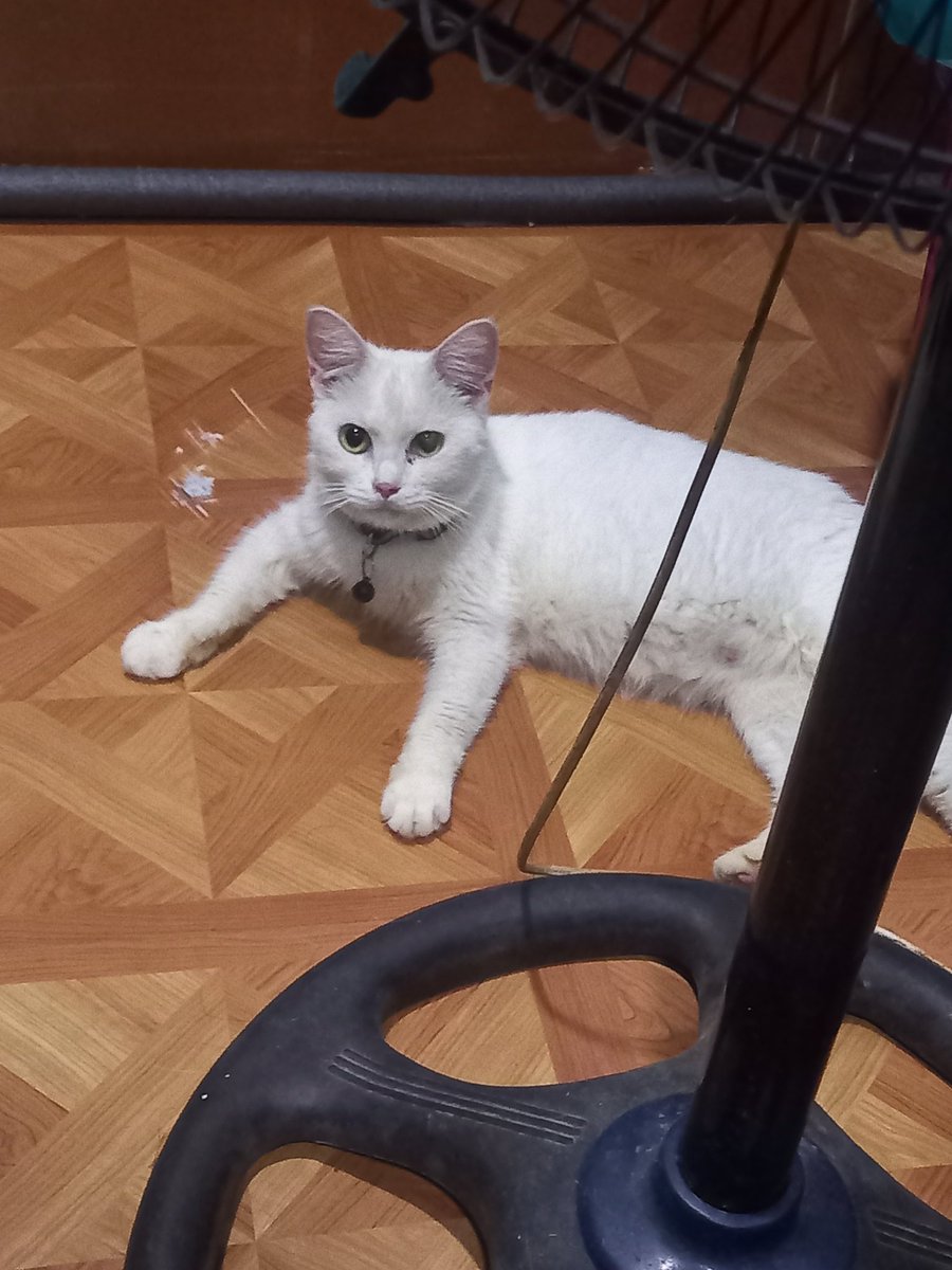 seaaa_lion_'s tweet photo. Bakit nakasimangot ang bb na yan 😊
#Simsimi #CatsofTwittter https://t.co/c2djGKFHP8