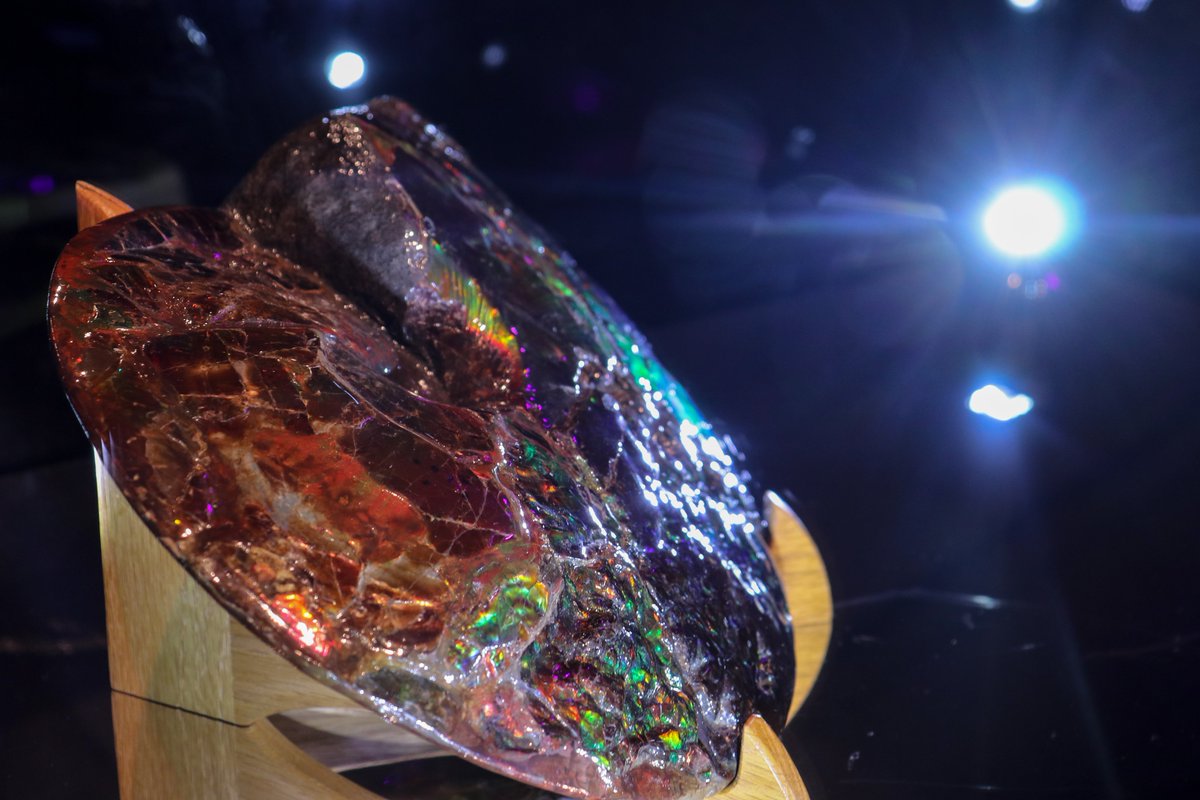 パソナ館 世界最大のアンモライト(おそらく1枚目)たち 化石になる過程