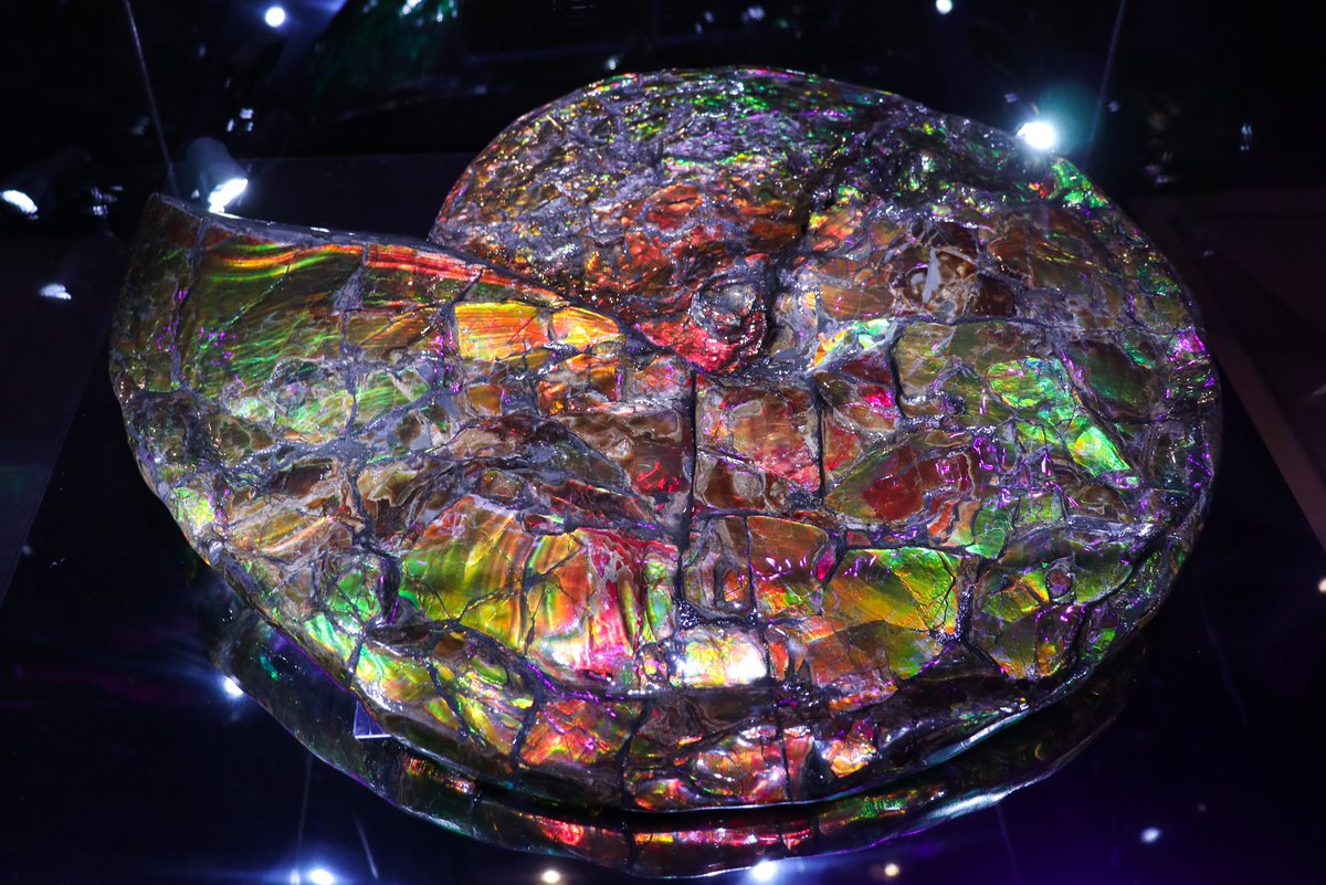 ハシモト アンモナイト化石 約40.0㎝超 ハシモト様専用 アンモナイト化石 約40.0㎝超 アンモライト化 440g