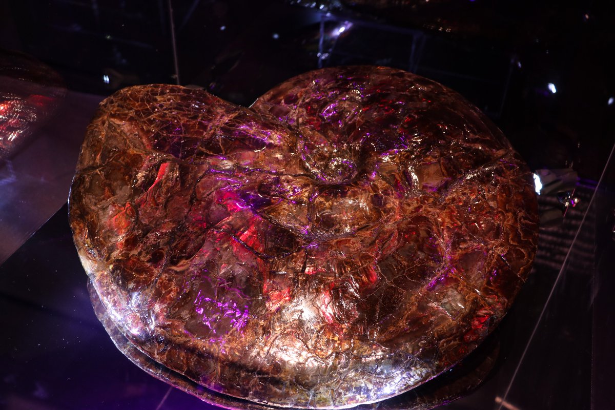 ハシモト アンモナイト化石 約40.0㎝超 ハシモト様専用 アンモナイト化石 約40.0㎝超 アンモライト化 440g