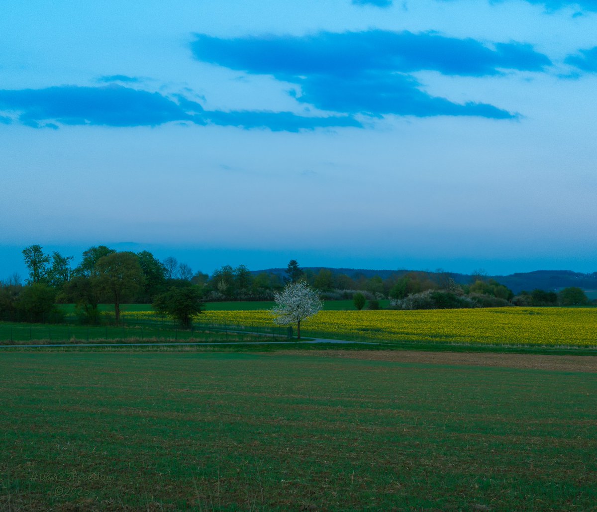 dan23freedom's tweet photo. Rapeseed Radiance
·
📷 1/40 sec at f/14, ISO 500, 50 mm standard 24-50mm —👤 #dan23freedom
#Rural #Exploration #Nature #Trees #Dusk #Sky #Clouds #Germany #NordrheinWestfalen
#iLoveTrees #TwilightGlow #RuralReverie #GoldenFields #SereneSunset #NatureConversation #FieldsOfLight https://t.co/2ydLXP8cqx