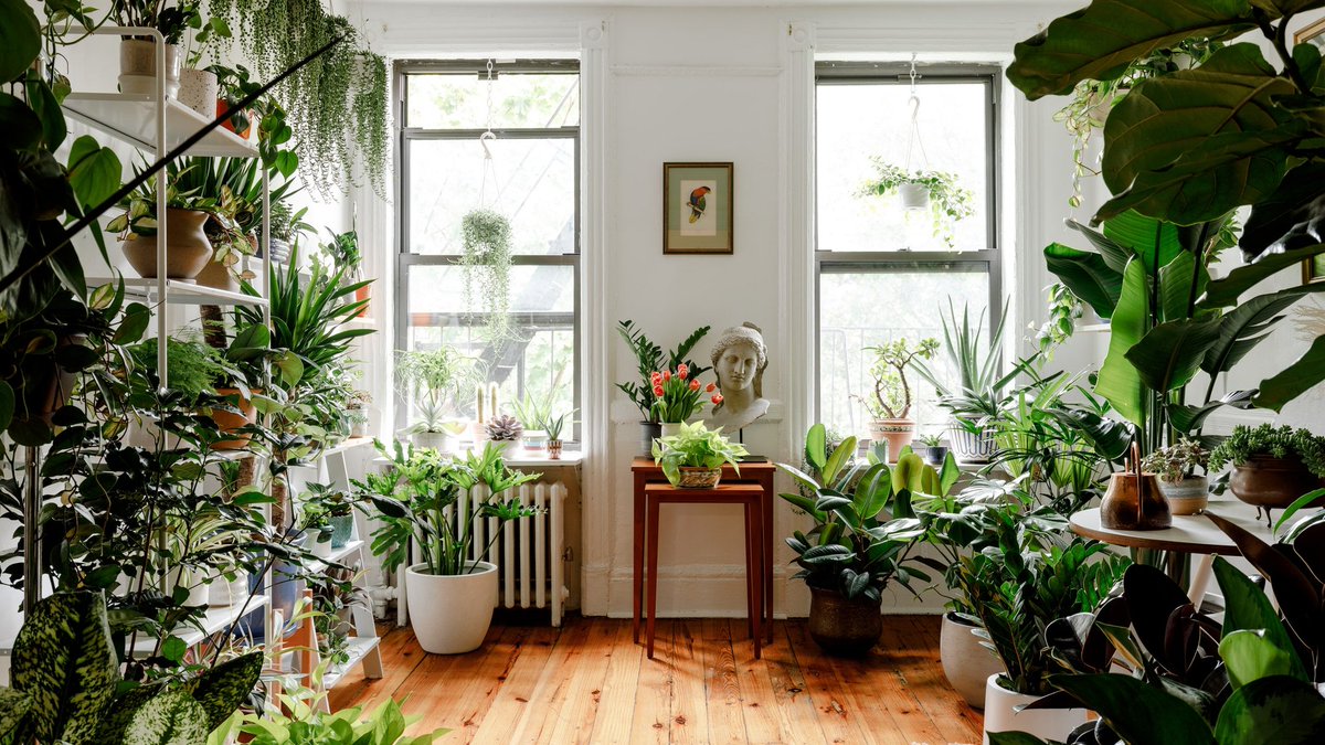 🌿 Indoor Greenery: Your Secret Health Boosters! 🌿

Hey, house-dwellers and apartment adventurers, have you considered turning your living space into a mini-jungle? Not only will it make you feel like you're starring in your own version of "Jumanji," but indoor plants come with