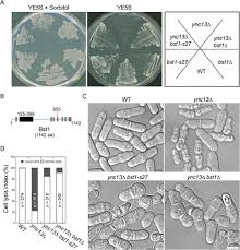 From MBoC
Fission yeast GPI inositol deacylase Bst1 regulates ER-Golgi transport and functions in late stages of cytokinesis, Jian-Qiu Wu, @ohiostate, by et al.

doi.org/10.1091/mbc.E2… #ASCB #CellBiology