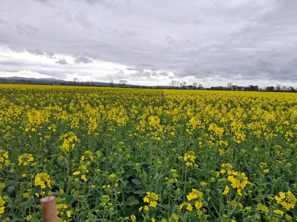 Douglas Bonn dropped by Taylor's Farms in Perthshire this week to look at the OSR trials plots - As you can see, they are looking great!

OSR remains a vital part of your rotation.

Talk to your local seed specialist to find the right variety for you 
👉 bit.ly/3FGwbSG
