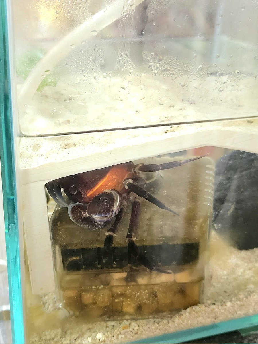 licoyas's tweet photo. 先程帰宅。
彼は引きこもりなので家から出たくないと申しております。
が、またどこかへ連れて行く所存🔥
名はエコー君になりました。
まんま。
#echoooo https://t.co/B8ykXkxxac