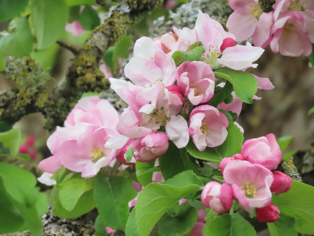 ellrbrown's tweet photo. #BlossomWatch #BaddesleyClinton #Warwickshire https://t.co/FF9ti6Sq1z