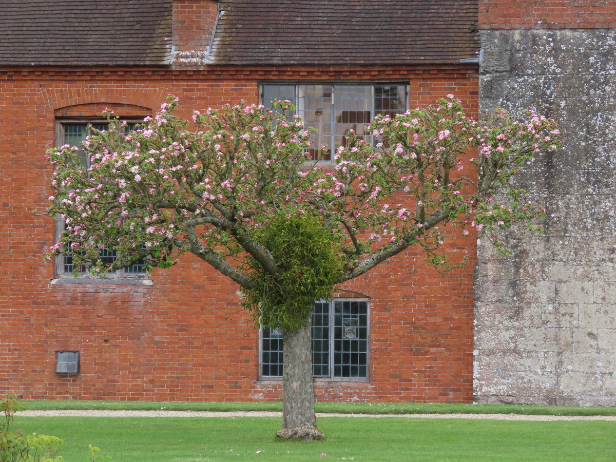 ellrbrown's tweet photo. #BlossomWatch #BaddesleyClinton #Warwickshire https://t.co/FF9ti6Sq1z
