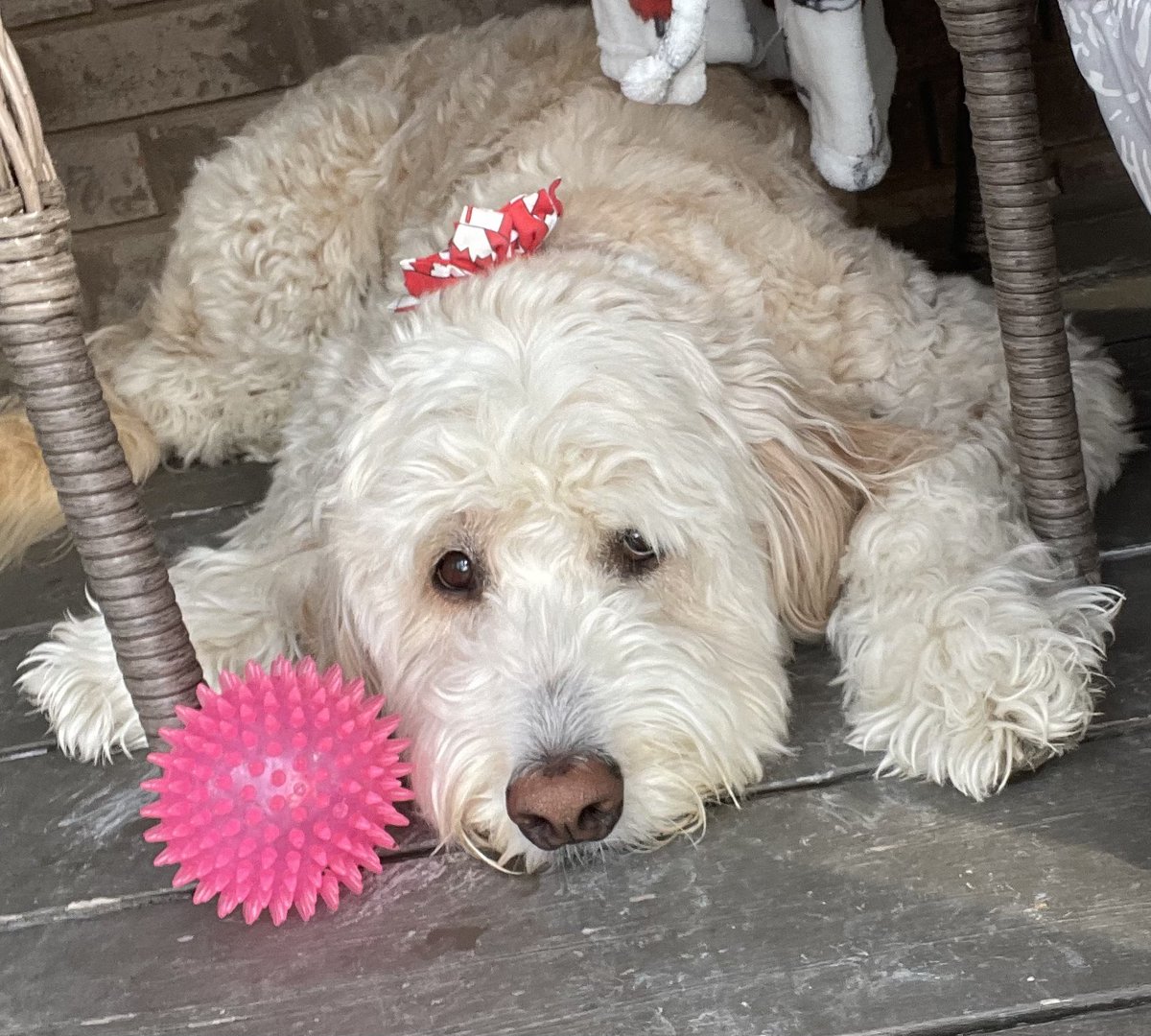 SkyeAdventures's tweet image. Hiya pals. It is a quiet morning here. Have a nice day. 🐾💗😊 #dogsontwitter