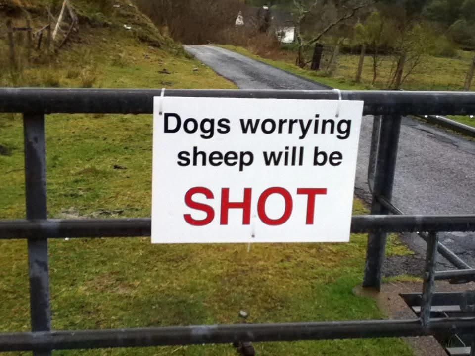 This isn’t even controversial 

Dogs on leads at lambing time (unless in a suitable place like your own garden) for their sake, and the pregnant and newborn sheep and cattle and ground-nesting birds 

For everyone’s sake, please use a lead