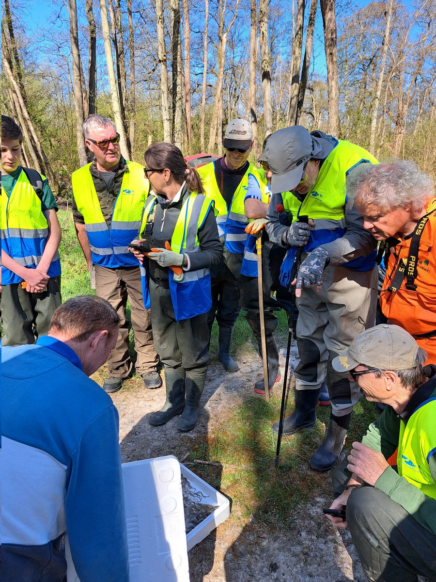 ARKennet's tweet photo. We love eels, yesterday lots of our volunteers were lucky enough to see more than 6,000 released in the Kennet by the @EnvAgency 
The European eel release is part of a multi-year reintroduction and monitoring project spread over a number of sites on the Kennet and Og.
#eels https://t.co/wOVVpuzXGK