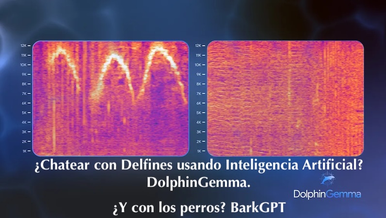 chemaalonso's tweet photo. El lado del mal - ¿Chatear con Delfines usando Inteligencia Artificial? DolphinGemma. ¿Y entender a los perros? BarkGPT https://t.co/axU5sg8Zkg #IA #AI #InteligenciaArtificial #DeepLearning #LLM #Gemma #Google #Delfines #Perros #BarkGPT #ChatGPT #MachineLearning https://t.co/Klzi31ibVH