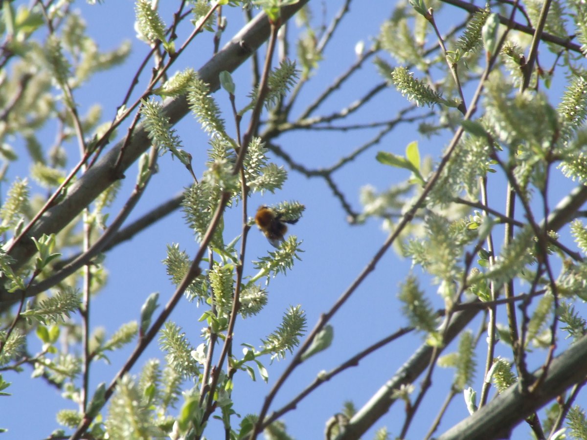 SallyN69461571's tweet photo. Happy to get a snap of this #bee on food rich #hedgerow at #Heybeck
Part of a unique #habitat mosaic with #farmland #streams & #ancientwoodland
#saveHeybeck #saveChidswell #ClimateCrisis #SoilHealth #standupfornature #insects #climatetwitter https://t.co/XVGb9tKDQK