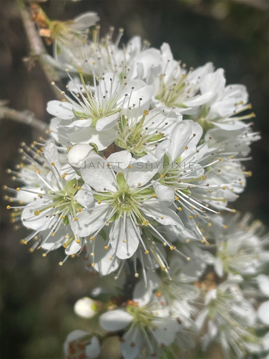 Jan 🌷🌿🦋 (@shypixie76) on Twitter photo Blossom looking gorgeous in the afternoon sun, it’s such a wonderful sight to see the hedgerows filling out with these delicate little flowers. Happy Friday everyone 🔆🕊️🌿
#FlowersOnFriday #BlossomWatch
#Blossom #NaturePhotography
#Wildflowers <a href="/ThePhotoHour/">#ThePhotoHour</a> Blossom looking gorgeous in the afternoon sun, it’s such a wonderful sight to see the hedgerows filling out with these delicate little flowers. Happy Friday everyone 🔆🕊️🌿
#FlowersOnFriday #BlossomWatch
#Blossom #NaturePhotography
#Wildflowers <a href="/ThePhotoHour/">#ThePhotoHour</a>