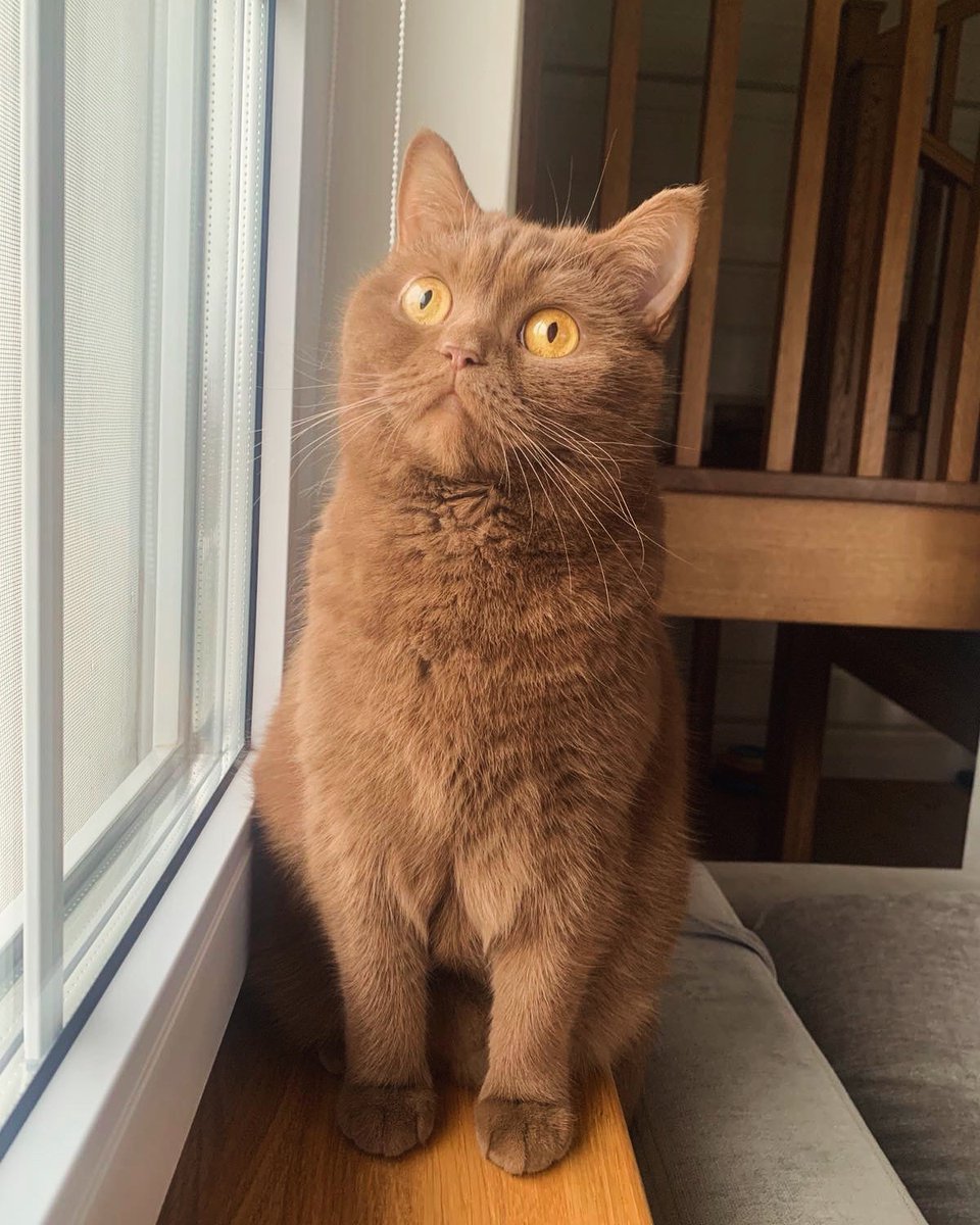 dev_null_007's tweet image. Кошка по имени Нелли, которая любит гулять сама по себе.