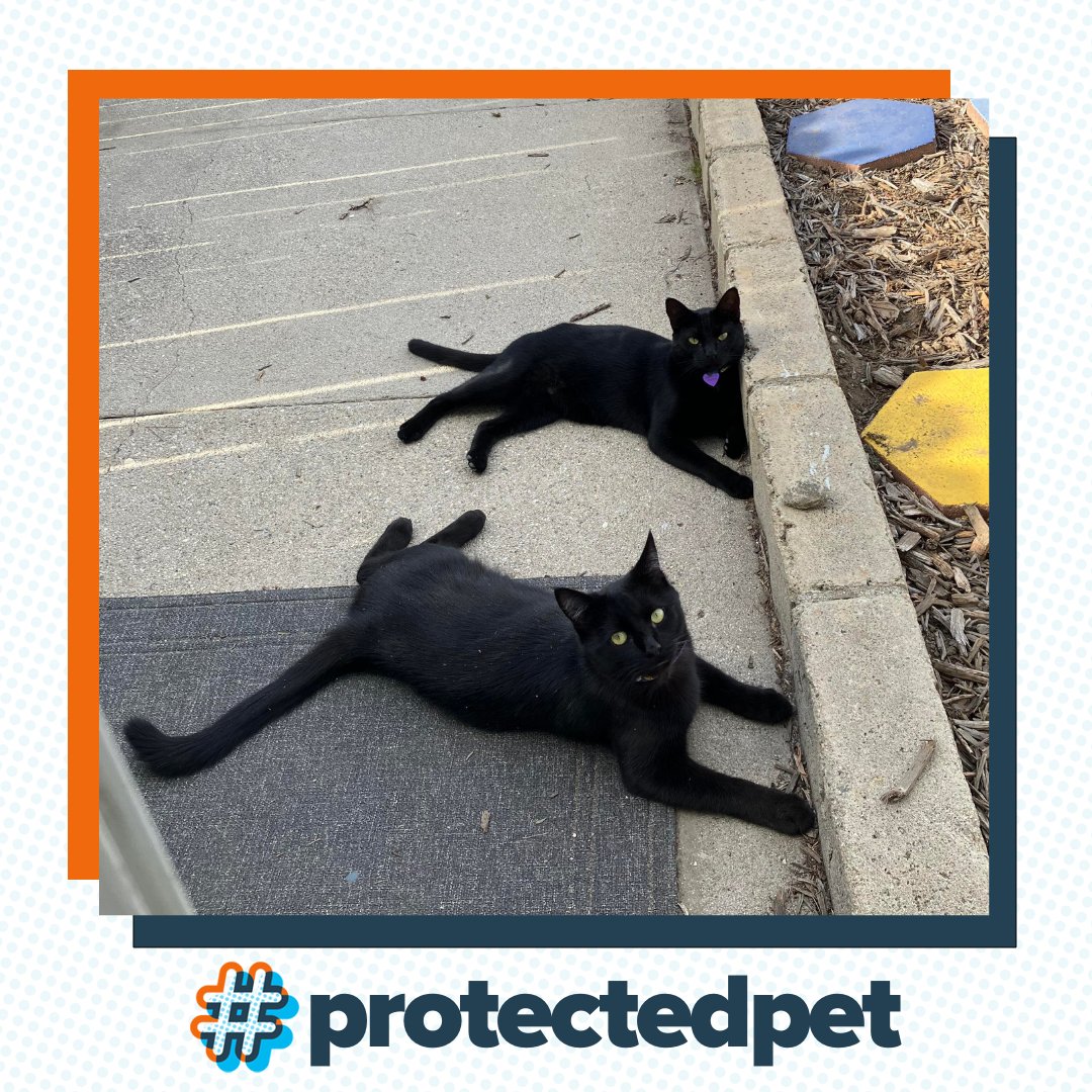ASPCAPetIns's tweet photo. These brothers have a secret handshake but refuse to share it with humans 😍 #ProtectedPet

📸: Linda S.

#ASPCAPetInsurance #PetInsurance #CatInsurance #Cats #CatParents https://t.co/Q9zjvD87uF