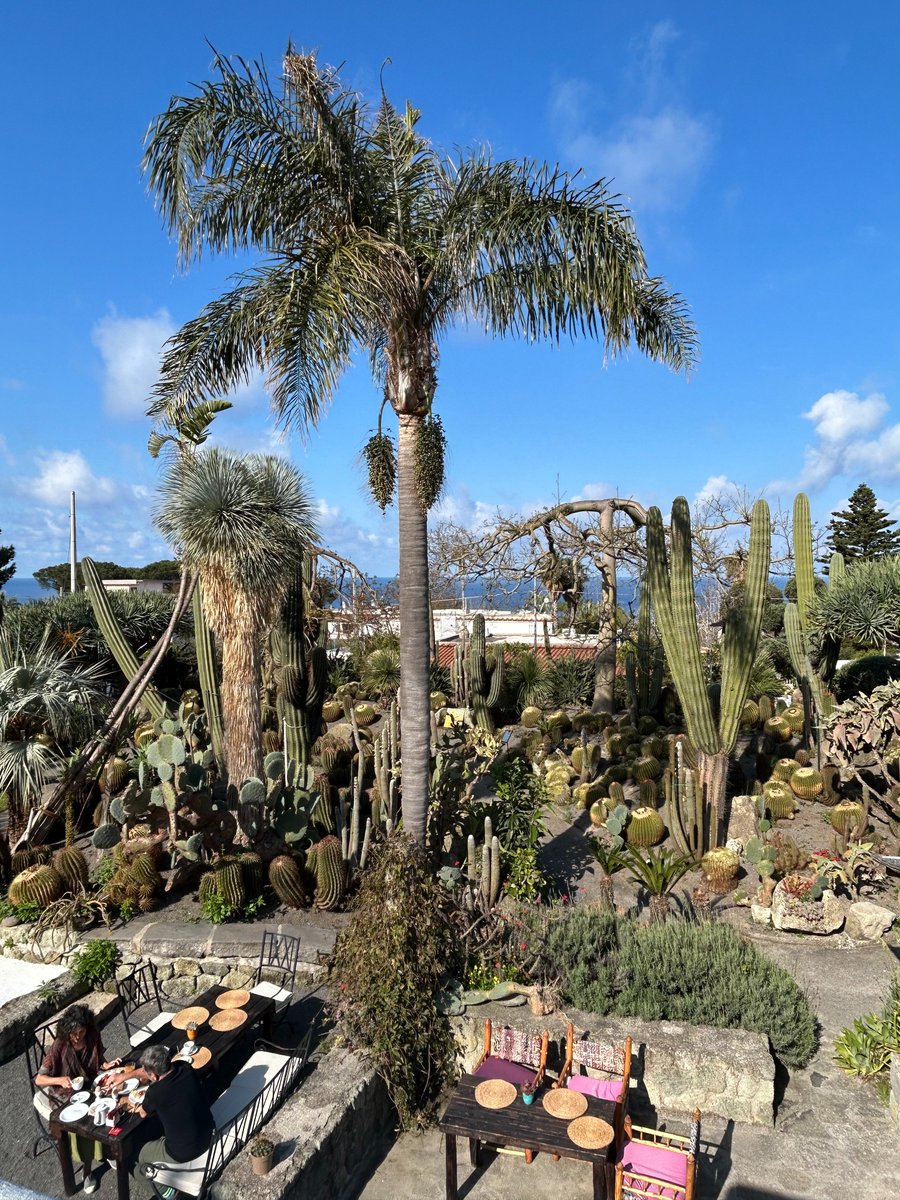 Graupix's tweet photo. Jardines llenos de cactus y plantas exóticas en @Ravino_Ischia un lugar mágico con hotel fabuloso.
Leed aquí mi experiencia: https://t.co/iv3CH2mybK
@ENIT_italia @TurismoCamp @italia
#GraupixIschia https://t.co/X3kl9GKIiP