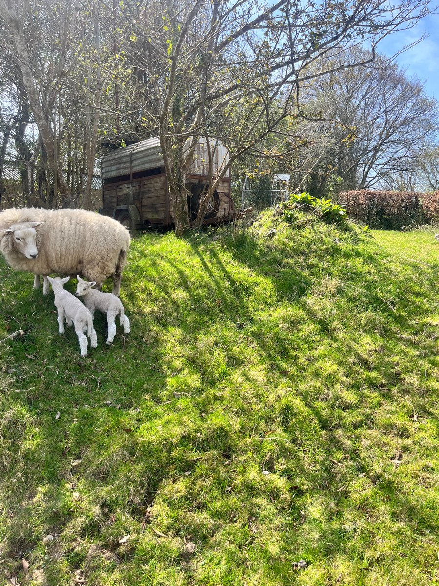 swasFT's tweet image. Happy Easter! 💚

For this week’s #PictureOfTheWeek we have a wonderfully seasonal photo taken in #Gunnislake, Cornwall of local sheep and lambs enjoying the #cornish sunshine. 🐑☀️

📸 taken by #TeamSWASFT Paramedic, Abbie.