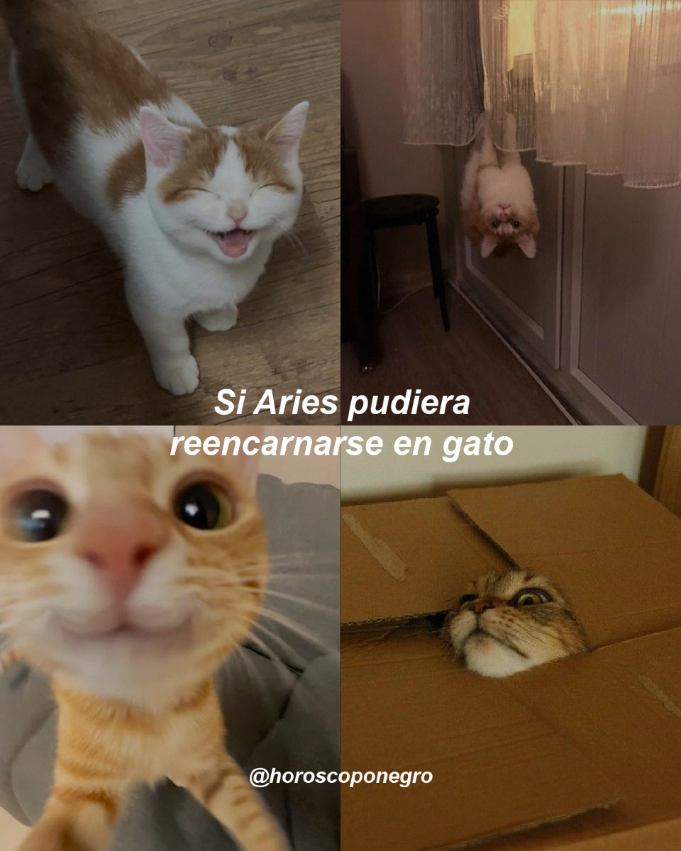 aries_hn's tweet photo. Aries, tu versión michi es la mejor, aunque te lances desde el armario sin pensarlo dos veces 😂 https://t.co/KqYAJ40OWn