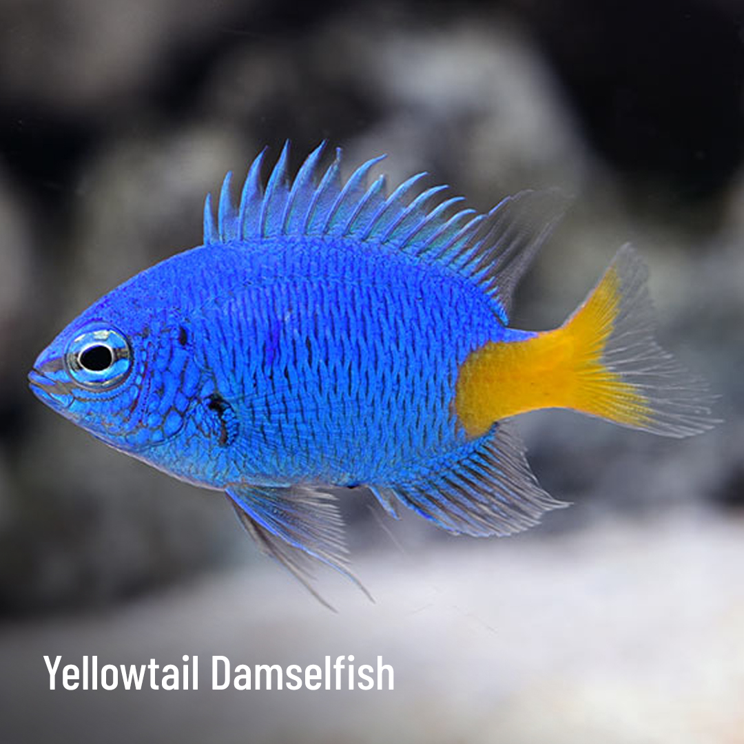 LiveAquaria's tweet photo. Swim away with the savings! Enjoy as much as 30% off premium Philippine and Indo aquatic life. They’re floating out the door during this 3 day sale, so shop soon!
https://t.co/EVKOaZpT1M
#saltwater #marine #reef #fishsale #invert #invertsale #tang #filefish #clownfish #angelfish https://t.co/Npv6RATW7Q