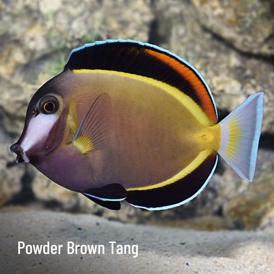 LiveAquaria's tweet photo. Swim away with the savings! Enjoy as much as 30% off premium Philippine and Indo aquatic life. They’re floating out the door during this 3 day sale, so shop soon!
https://t.co/EVKOaZpT1M
#saltwater #marine #reef #fishsale #invert #invertsale #tang #filefish #clownfish #angelfish https://t.co/Npv6RATW7Q
