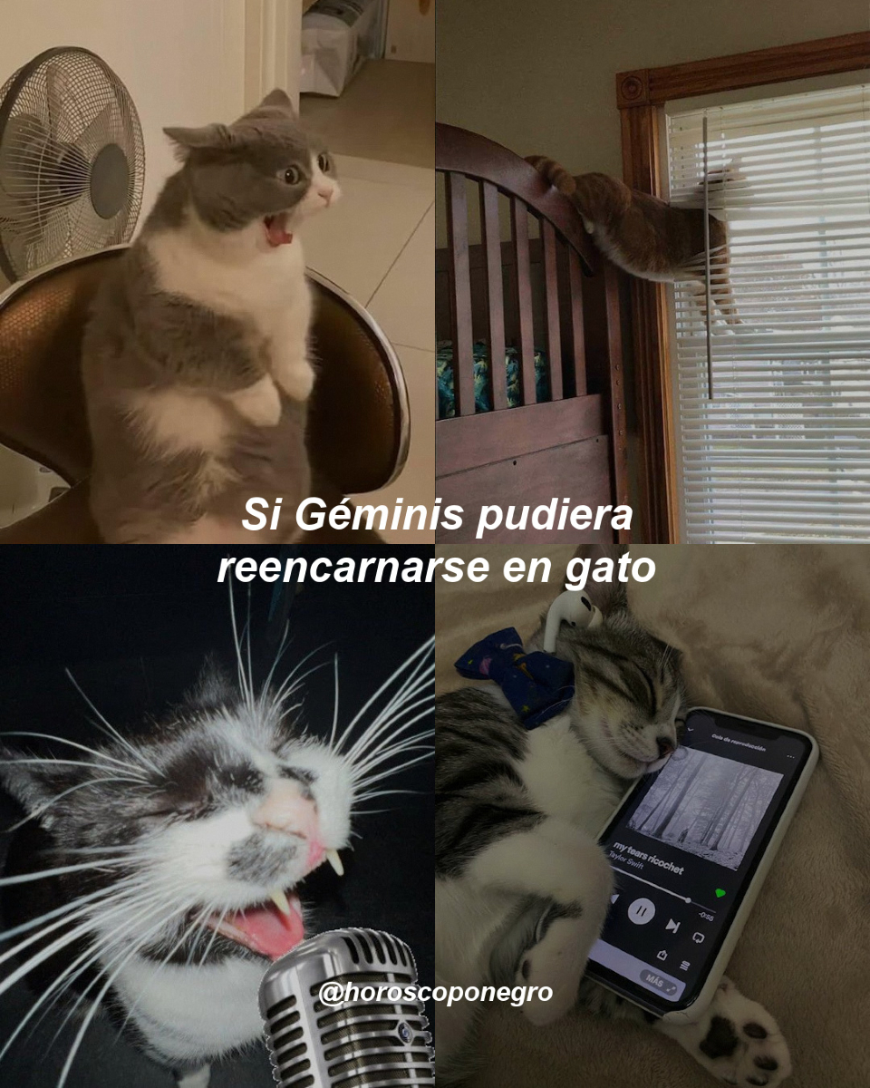 geminis_hn's tweet photo. Géminis, tu versión michi es la mejor y seguro que no paras de maullar como si tuvieras mil opiniones distintas siempre 😂 https://t.co/3yI8061paT