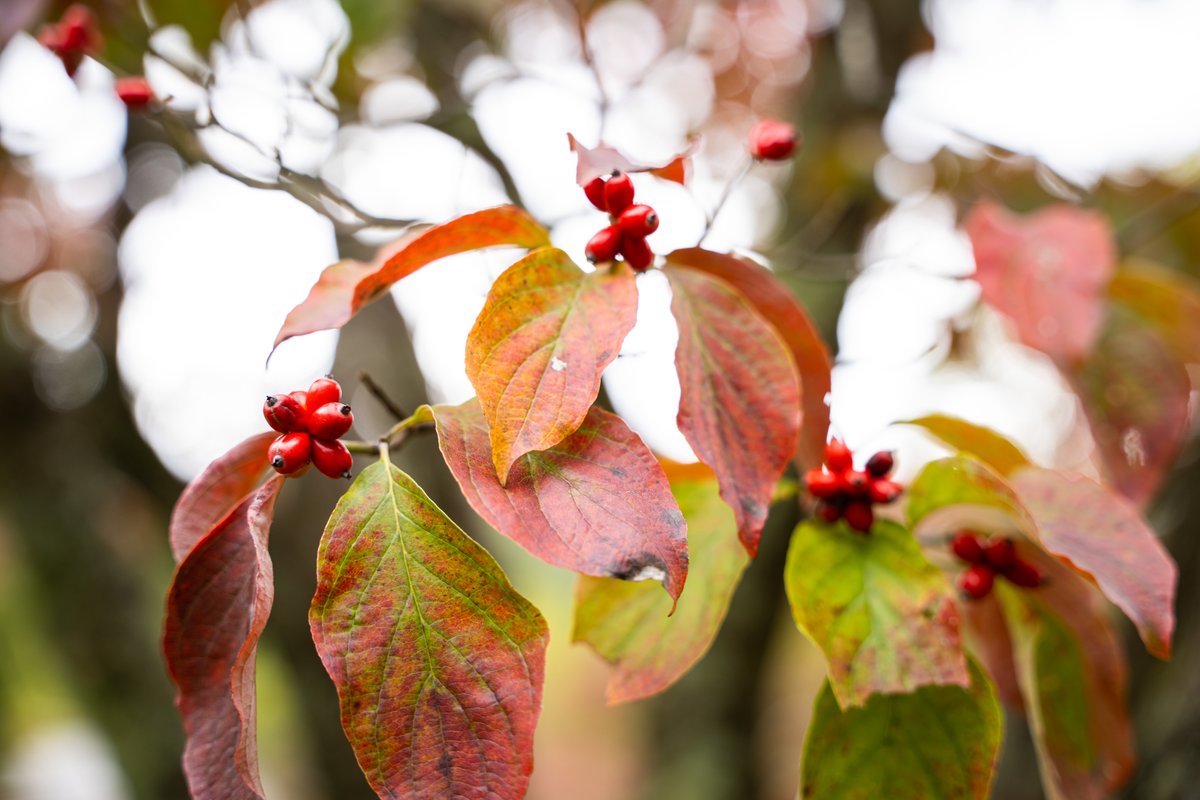 Sporting bright blooms and brilliant fall color, it's no surprise that dogwoods are one of the first species to sell out in our seedling store. This year, however, we still have 'em in stock. Order now, inventory is low and the store closes soon❗➡️ BuyVATrees.com