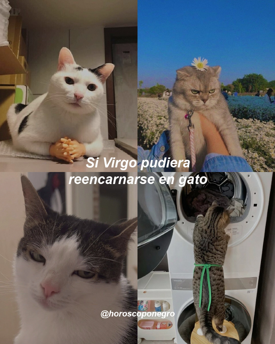 Virgo, tu versión michi es la mejor, aunque reorganices tu caja de arena cada vez que alguien la mira raro 😂