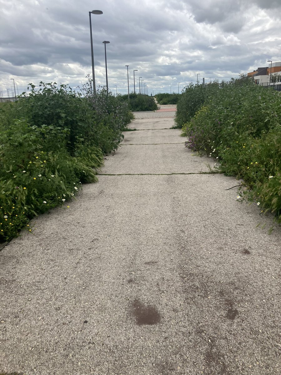 josempg71's tweet photo. @Ramonjurado no estaría mal que aparte de cargarse el tráfico de la calle Planeta Venus con un carril bici que no se va a usar el ayuntamiento se molestara en cuidar lo que ya existe. https://t.co/HBU1lEHyDC