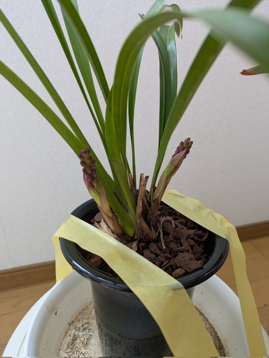 gfob_k's tweet photo. 芽は１センチほど伸びたかな https://t.co/seiseEkeZF