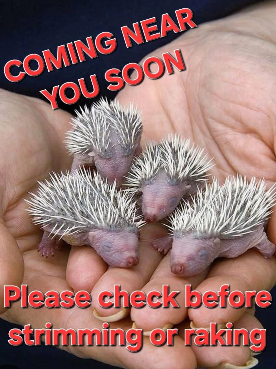 Tadworth Local News (@mandyob45112058) on Twitter photo BEFORE ANY GARDENING
REMEMBER IT IS HOGLET SEASON!
Please share
<a href="/SWCCHedgehogs/">SWCC Hedgehogs</a> <a href="/savingwildlife/">NWoods Wildlife Cntr</a> <a href="/WhatsOnSurrey/">What's On Surrey</a> <a href="/Jackie_News/">Radio Jackie News</a> <a href="/BBCSurrey/">BBC Surrey</a> <a href="/LoveReigate/">LoveReigate</a> <a href="/BansteadRotary/">Banstead & Sutton Nonsuch Rotary</a> <a href="/BCConservators/">Banstead Commons Conservators</a> <a href="/RBBCCouncillors/">Reigate and Banstead Councillors</a> <a href="/Rebecca_SPaul/">Rebecca Paul MP</a> <a href="/NaturalEngland/">Natural England</a> <a href="/UKwildlifenews/">UKwildlifenews</a> <a href="/UKGardening/">UKGardening</a> #Tadworth BEFORE ANY GARDENING
REMEMBER IT IS HOGLET SEASON!
Please share
<a href="/SWCCHedgehogs/">SWCC Hedgehogs</a> <a href="/savingwildlife/">NWoods Wildlife Cntr</a> <a href="/WhatsOnSurrey/">What's On Surrey</a> <a href="/Jackie_News/">Radio Jackie News</a> <a href="/BBCSurrey/">BBC Surrey</a> <a href="/LoveReigate/">LoveReigate</a> <a href="/BansteadRotary/">Banstead & Sutton Nonsuch Rotary</a> <a href="/BCConservators/">Banstead Commons Conservators</a> <a href="/RBBCCouncillors/">Reigate and Banstead Councillors</a> <a href="/Rebecca_SPaul/">Rebecca Paul MP</a> <a href="/NaturalEngland/">Natural England</a> <a href="/UKwildlifenews/">UKwildlifenews</a> <a href="/UKGardening/">UKGardening</a> #Tadworth