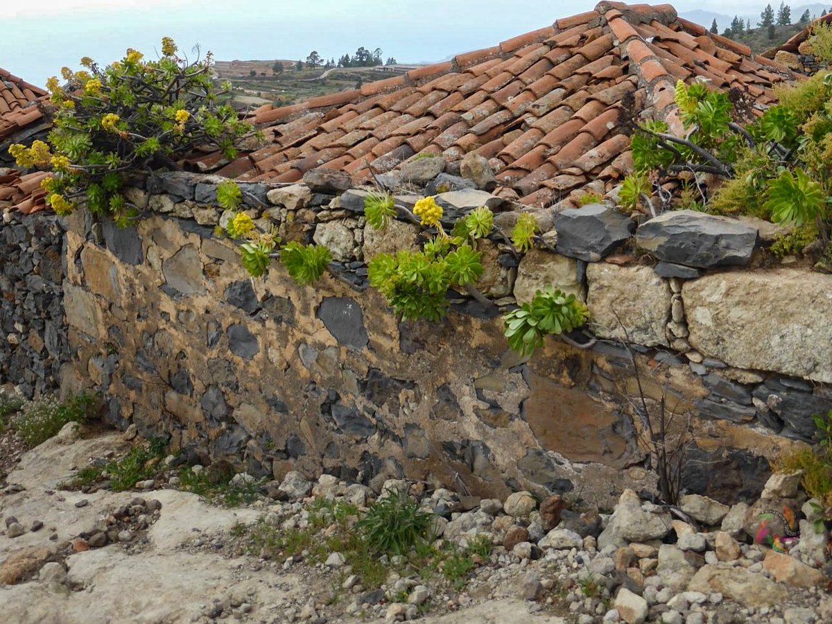TENERIFESENDERO's tweet photo. Las Fuentes - Vera de Erques
#tenerife #tenerifetag
#paradise #heritage #spring
#natgeo #canarias #senderismo #mothernature #photographer #flowers
#vscocam #travelgram #wanderlust
#instagood #naturelovers #instalike
#landscape #hiking #explore
#adventure #earthpix #guiadeisora https://t.co/7eRZFdpxsu