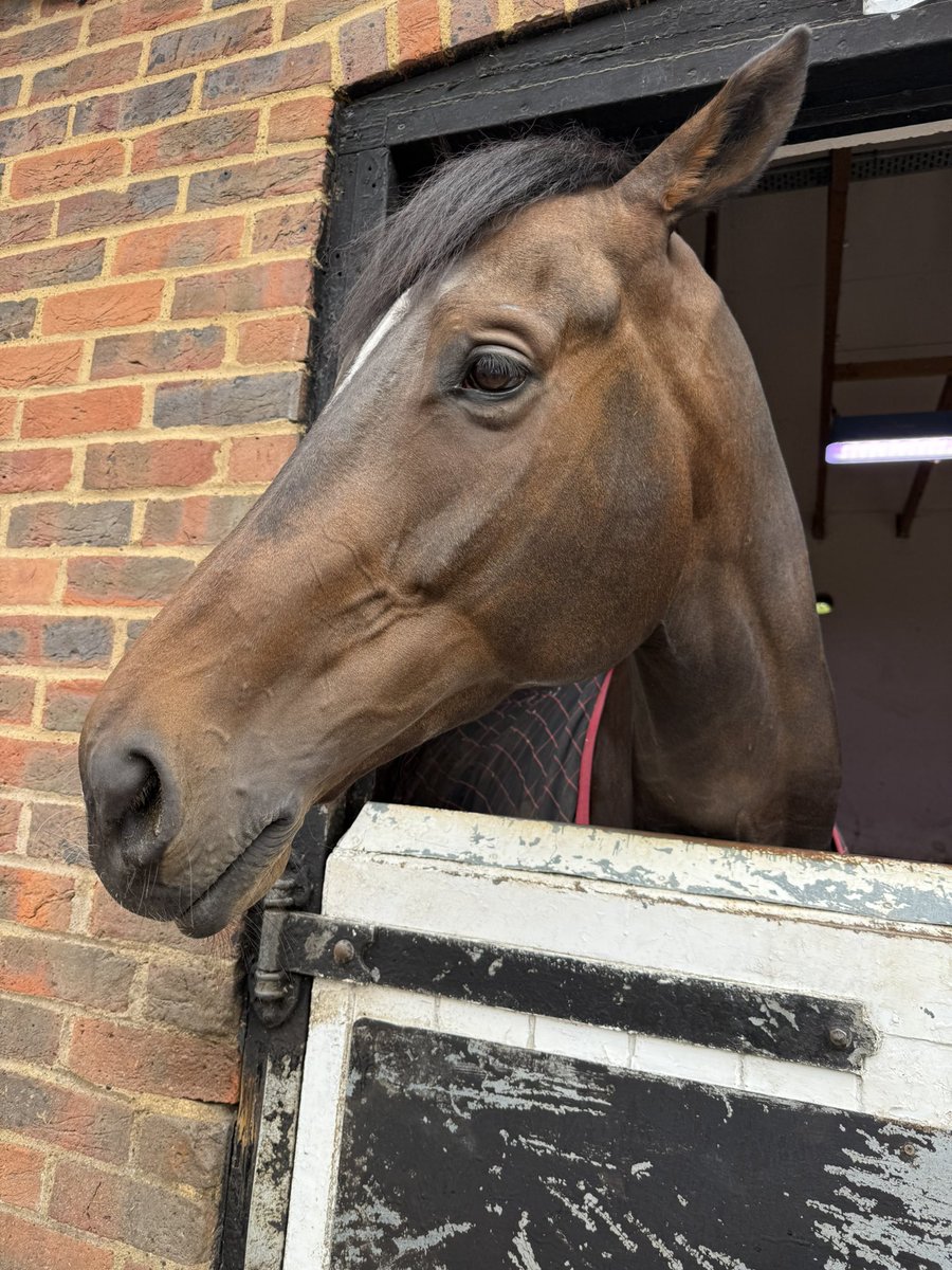 adele82306097's tweet image. Jaramillo #ownersgroup #LambournOpenDay