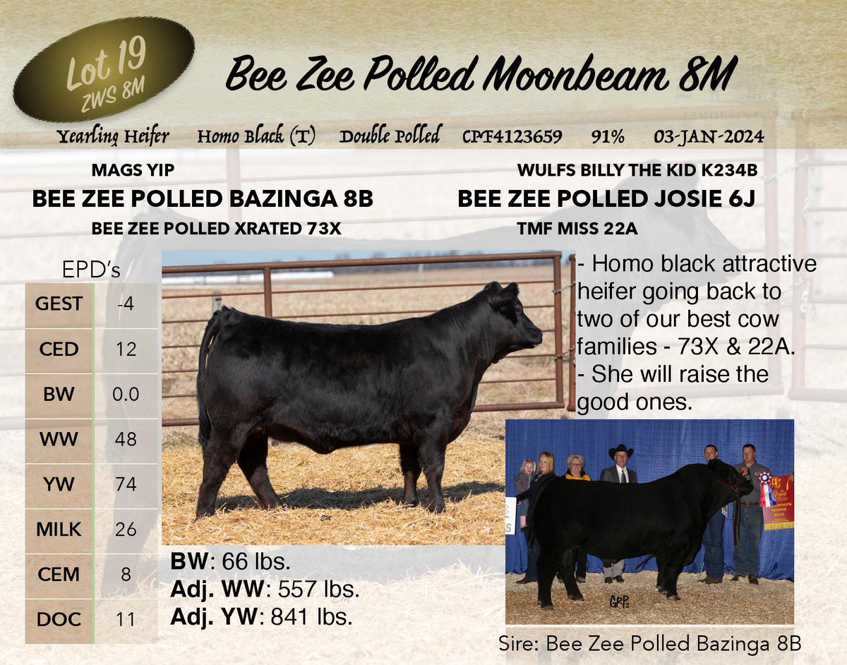 bzacres's tweet photo. Bidding is now open on our 11th Annual Bull and Heifer Sale. 

https://t.co/uyiAOuS1eW

A great offering of yearling bulls and heifers. Red, black and homo black. Many homo polled options. 

Contact us if you have any questions. https://t.co/zpFoVGkx3Y