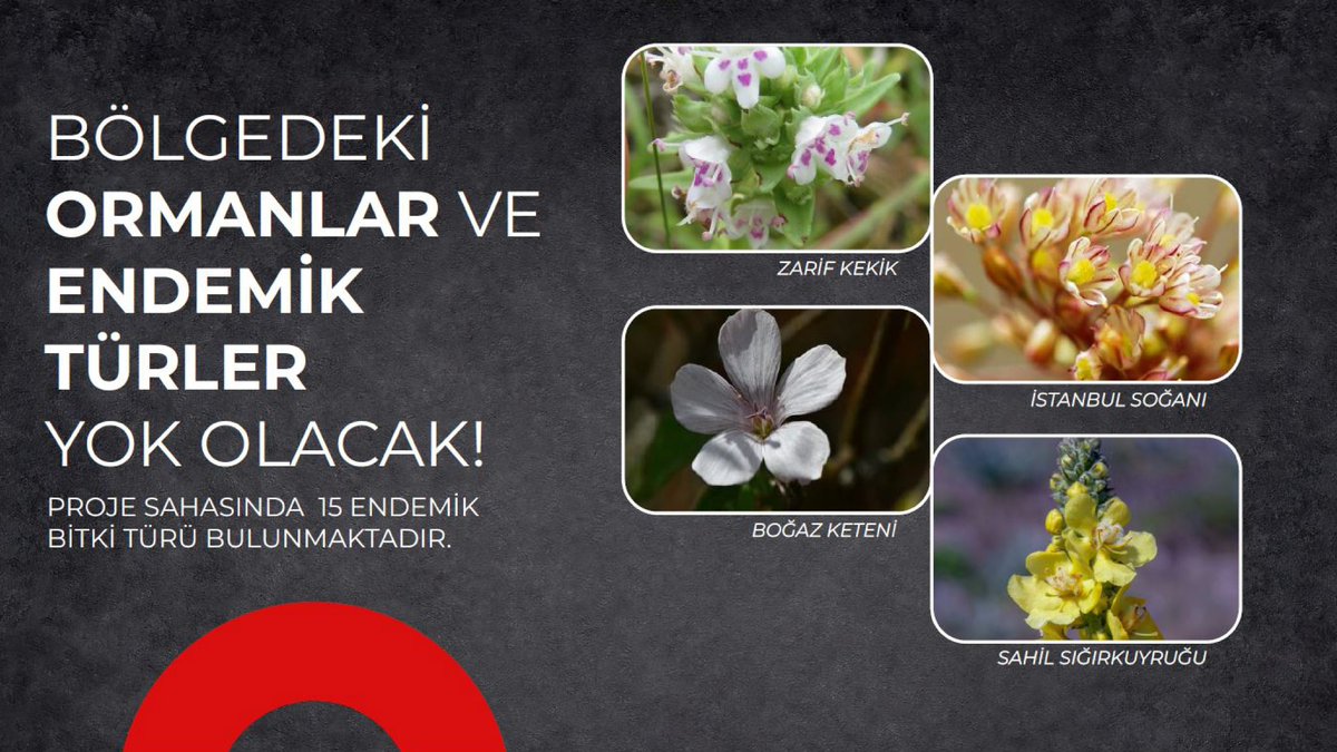 ipaistanbul's tweet photo. Kanal İstanbul projesi, hukukun hiçe sayılarak, bilirkişi raporlarındaki çevre ve su havzası uyarılarına rağmen ilerliyor. Tüm dünya iklim kriziyle mücadele ederken, bu projeyle İstanbul'un su güvenliği tehlikeye atılıyor, ekosistemimiz zarar görüyor.

🚱 55 milyon m³ içme suyu kaybolacak.

🌾20.000 futbol sahası büyüklüğünde, 136 milyon metrekarelik tarım alanı yok edilecek.

🌳394 bin ağaç kesilecek ve 13.400 hektarlık orman arazisi yok olacak. 287 hektarlık muhafaza ormanı da zarar görecek.

🌬️1,2 milyon kişinin 1 yıllık oksijen kaynağı kaybolacak.

📑İPA tarafından 25 Şubat 2025 tarihinde yayınlanan Kanal İstanbul Bilgilendirme Toplantısı Raporu'nun tamamına ulaşmak için https://t.co/p0in64o1j3