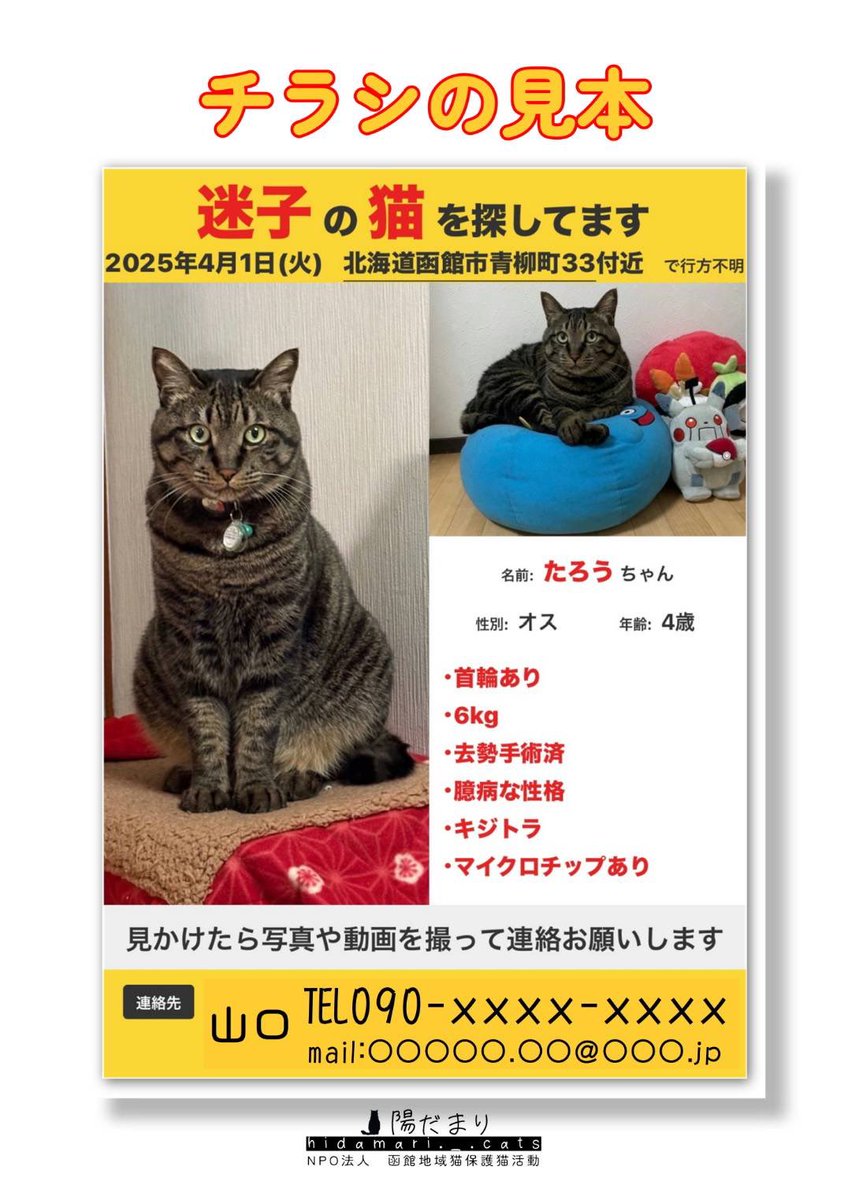 hidamari2021's tweet photo. 陽だまりでは、里親様に猫を譲渡した際、脱走した時の対処方法のプリントをお渡しすることにしました！！もちろん脱走させないことが一番ですが、何が起きるかはわからないですしね。念のため、お渡しすることにしました。 https://t.co/dwmZQry4Lw