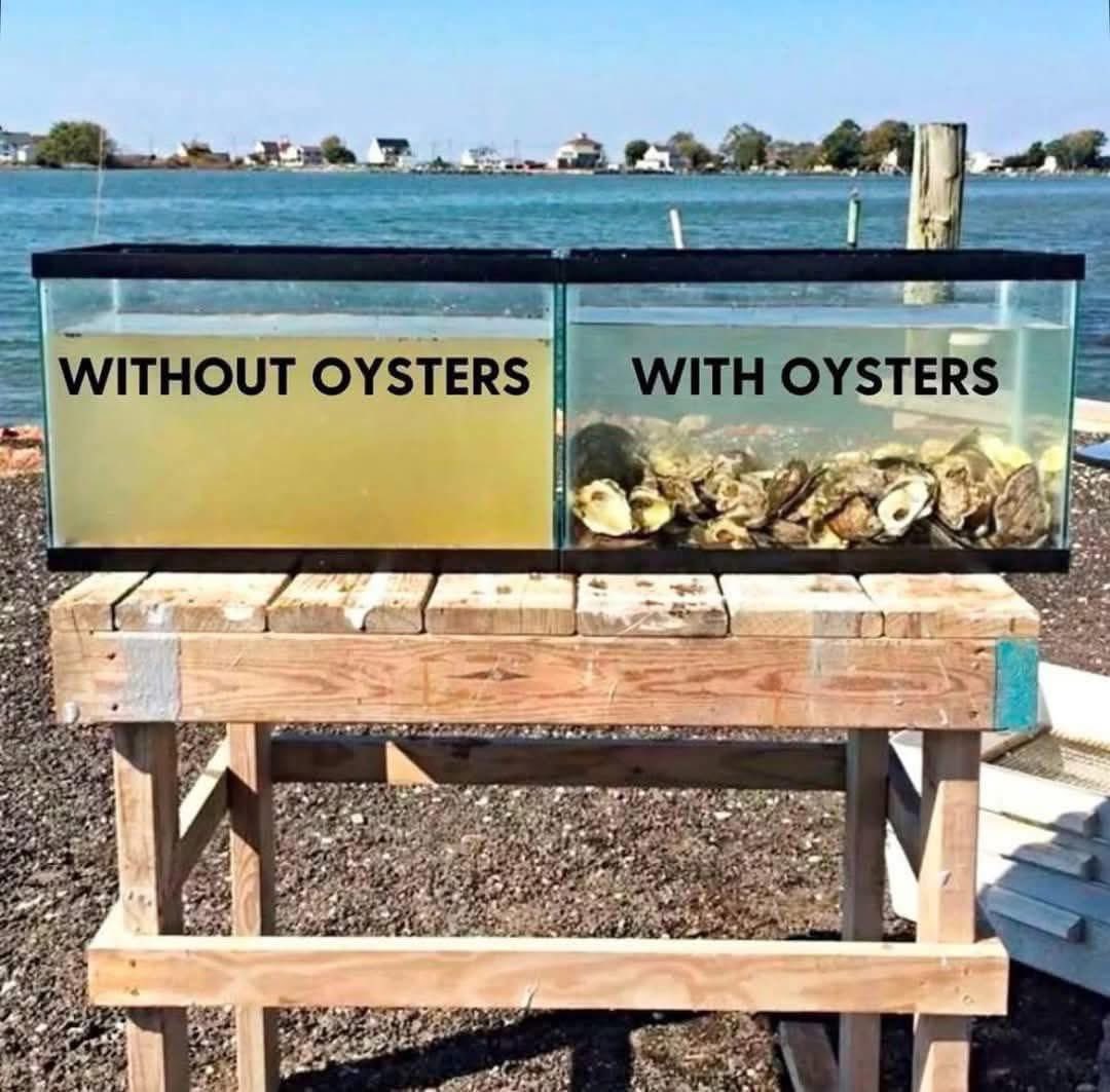 Oysters can filter up to 50 gallons of water a day, or 2.5 gallons per hour.

Oysters help protect marine life by consuming algae, dirt, and nitrogen. Scientists call them a "keystone species"  due to the huge impact that they have on aquatic ecosystems. 

📸 Photo by fedbyblue