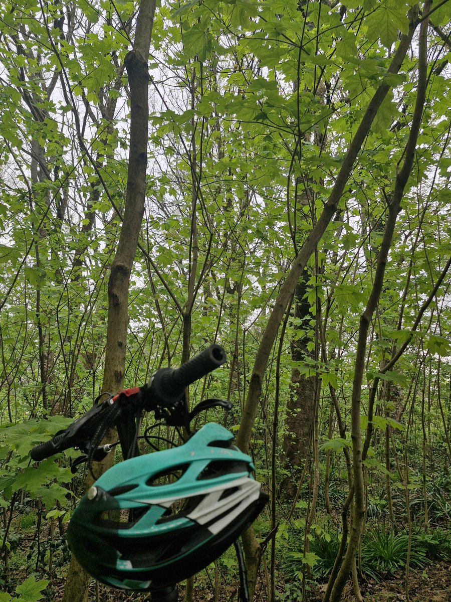 RN_Freda's tweet image. First day off after three back-to-back shifts, recovering in peaceful nature. Just me, my bike, birdsong and a ladybird for company. Now off to spend the rest of the holidays enjoying quality time with my children and family.