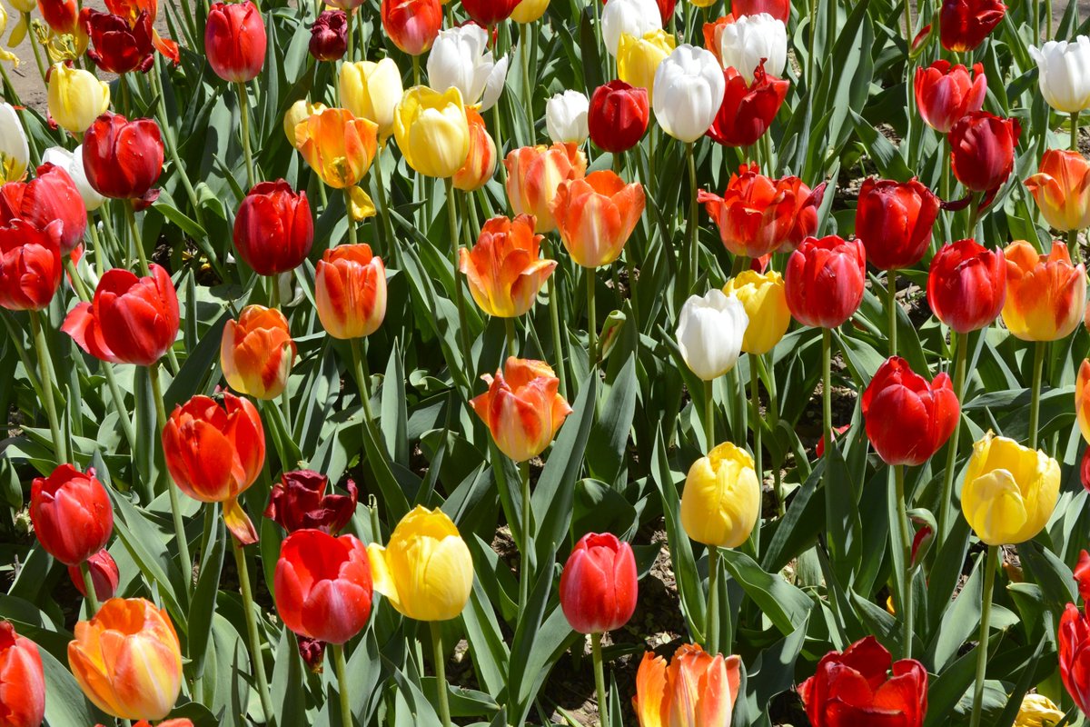 NationalMallNPS's tweet photo. We're in our Spring Flower Era! Near the Tidal Basin, along Independence Ave, the Floral Library was established in 1969 and boasts dozens of flower beds featuring tulips &amp; annuals. As First Lady Claudia “Lady Bird” Johnson said: “Where flowers bloom, so does hope.”🌷🌼🌺🌻 https://t.co/k4ZYXbgCdm
