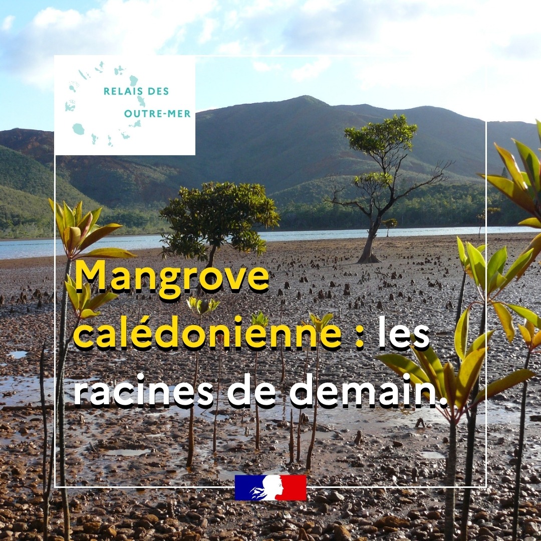 outremer_gouv's tweet photo. #AnneeDeLaMer #RelaisDesOutreMer | 1/3  La mangrove calédonienne, un bijou de la nature
Capteur de carbone, nurserie de poissons, protection naturelle contre l’érosion... la mangrove est un écosystème unique, aux multiples vertus dont il faut prendre soin. https://t.co/FolNNjBDp1
