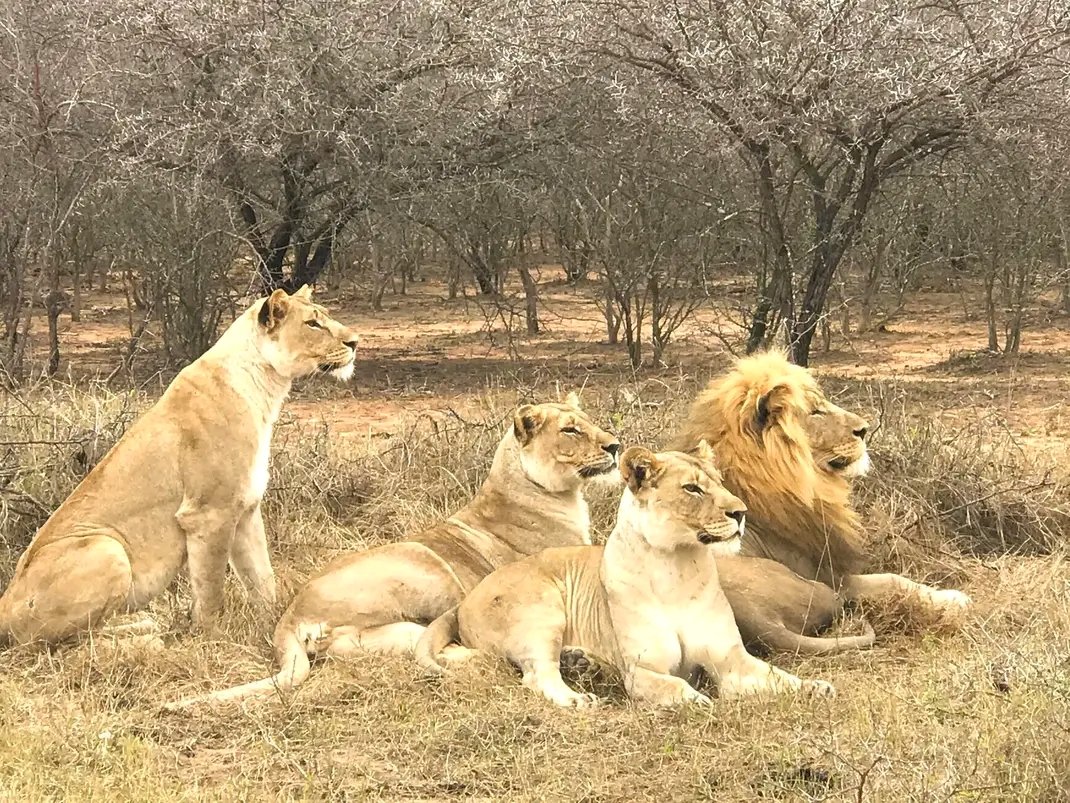 𝐊𝐢𝐥𝐝𝐚𝐫𝐞 — A search is underway for four lions on the loose at Bushbuckridge in Mpumalanga. The lions were reported to have escaped from Kruger National Park on Saturday. They were first sighted in Huntington.

#BushbuckridgeGuardian | Taking Bushbuckridge To The World 🌍