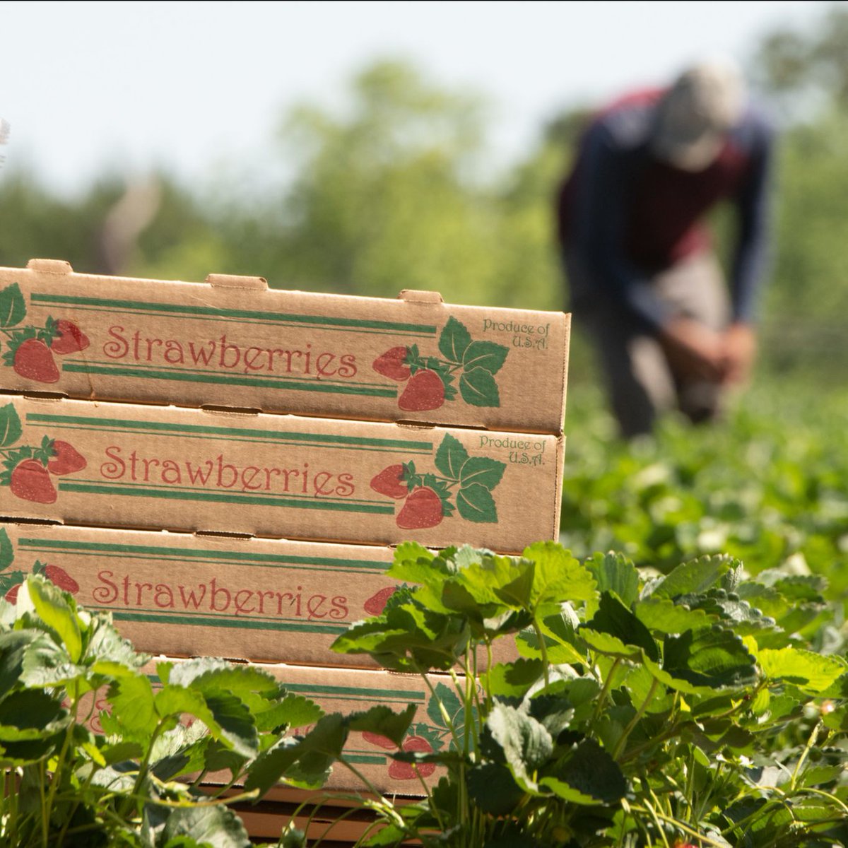 Georgia Conservancy tweet media