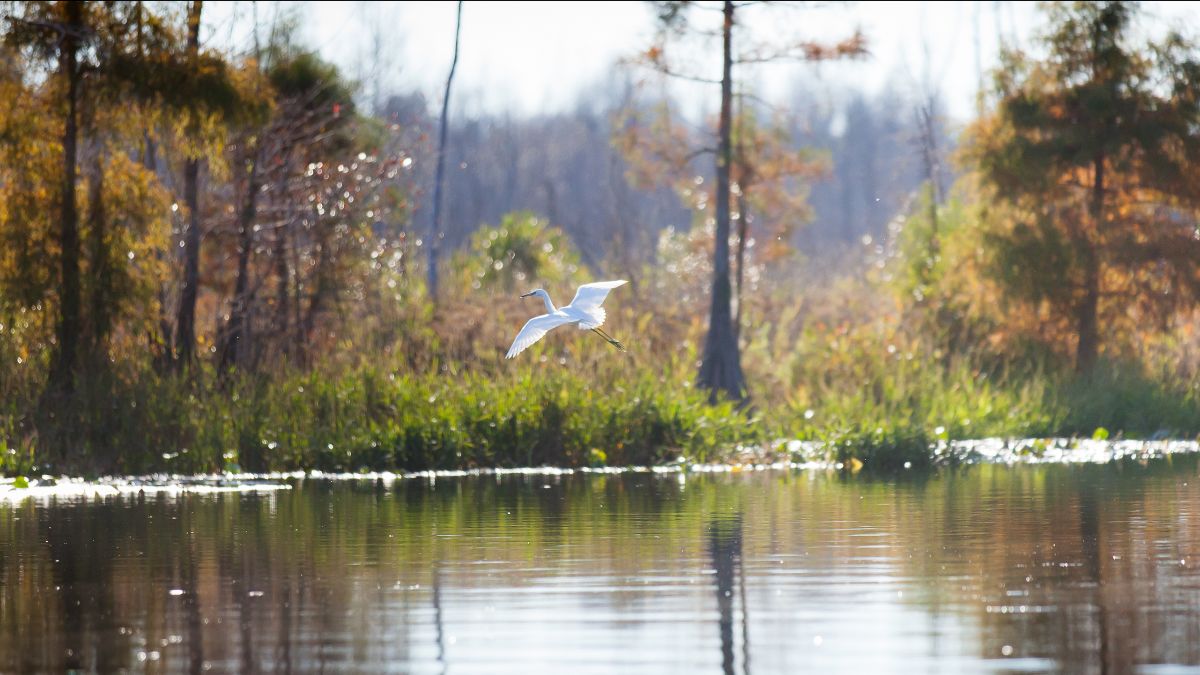 Georgia Conservancy tweet media