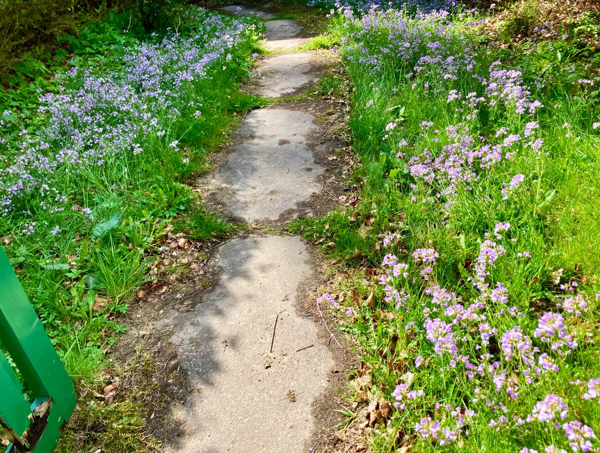 Cloudymamma (@cloudymamma) on Twitter photo The pretty path to my neighbour’s cottage front door is an absolute delight every year with wildflowers
The wonderfully stunning Cuckoo Flowers …
🌸 💕🌱
Scottish Highlands 🏴
#wildflowers #wildflowerhour
#FlowerReport🌱 #CuckooFlowers
<a href="/BSBIbotany/">BSBI: Botanical Society of Britain & Ireland</a> #botany #ThePhotoHour The pretty path to my neighbour’s cottage front door is an absolute delight every year with wildflowers
The wonderfully stunning Cuckoo Flowers …
🌸 💕🌱
Scottish Highlands 🏴
#wildflowers #wildflowerhour
#FlowerReport🌱 #CuckooFlowers
<a href="/BSBIbotany/">BSBI: Botanical Society of Britain & Ireland</a> #botany #ThePhotoHour