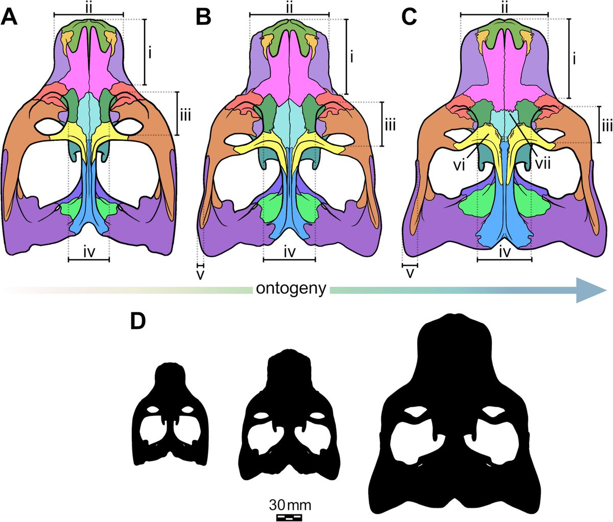 Ontogenia de um Traversodontídeo (Cynodontia, Cynognathia) do Triássico Tardio Brasileiro: Implicações Anatômicas e Paleoecológicas doi.org/10.1002/jmor.7…