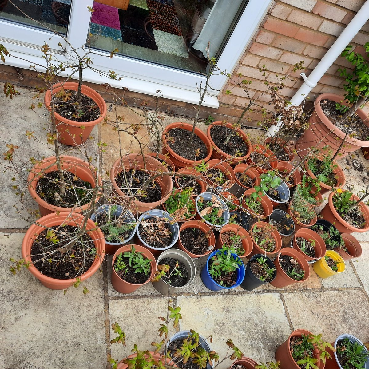 hflurge's tweet photo. I leave the oaklings alone for a week, and 37 have woken up amidst sunshine and downpours. That's 80 altogether, with a few still sleeping! #300Acorns @TheKentAcorn @SAVEDORETREES @Poetrees1WTP https://t.co/2QgcQEcgQS